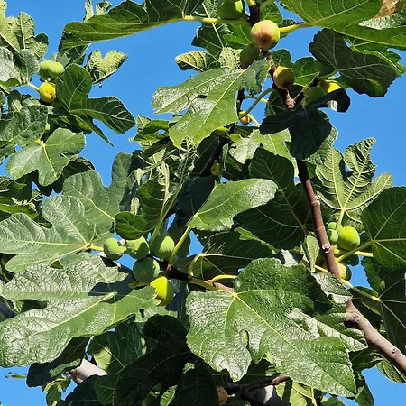 Willa Perla Rogoznica (Sibenik-Knin)