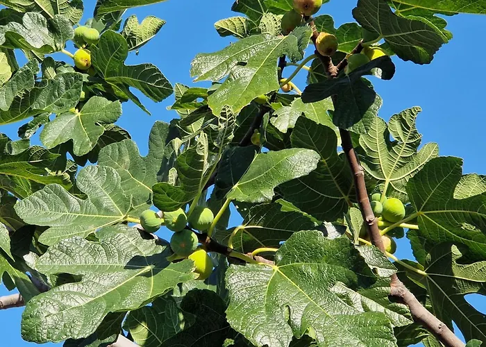 Villa Perla Rogoznica (Sibenik-Knin)